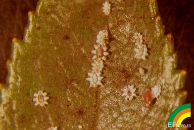 Ceroplastes sinensis >> Ceroplastes sinensis (Caparreta Blanca) - Ninfas en hoja de Camelia.jpg